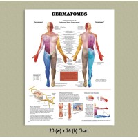 Anatomical Chart - Dermatomes 