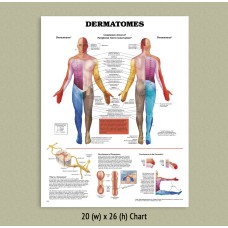 Anatomical Chart - Dermatomes 