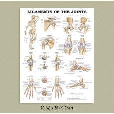 Anatomical Chart - Ligaments of the Joints