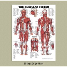 Anatomical Chart - Muscular System 