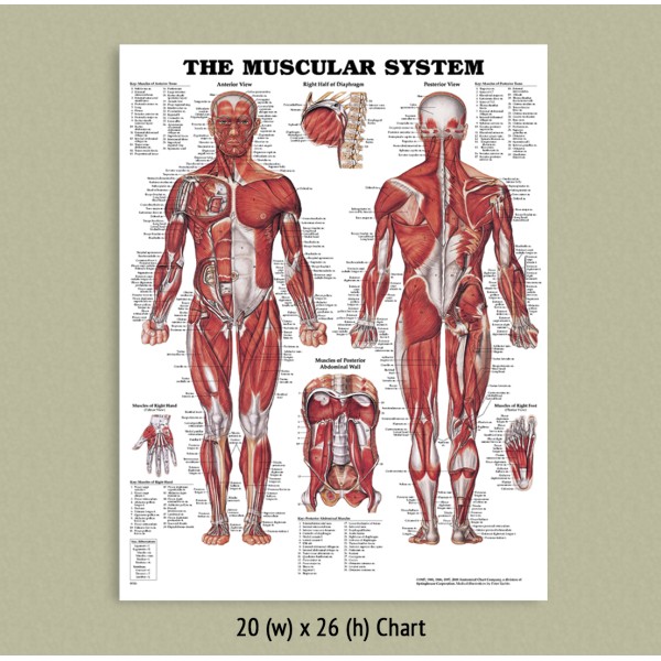 Anatomical Chart - Muscular System 