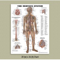 Anatomical Chart - Nervous System 