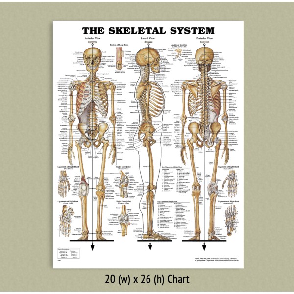 Anatomical Chart - Skeletal System