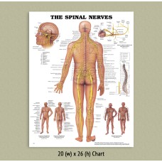 Anatomical Chart - Spinal Nerves 