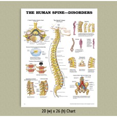 Anatomical Chart - Spine Disorders 