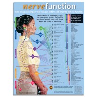 Handouts - Nerve Function